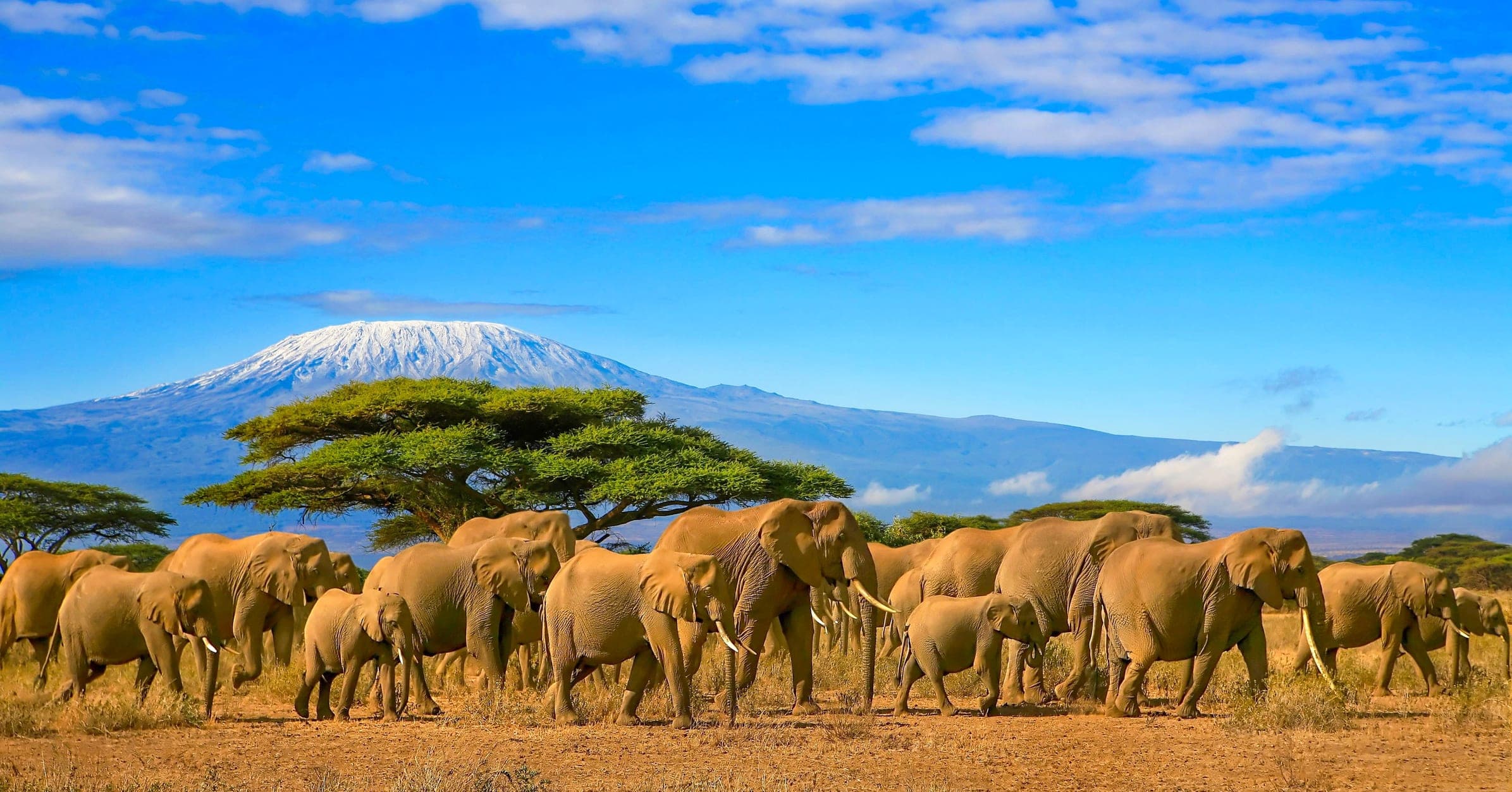 Troupeau d'éléphants en safari dans la savane de Tanzanie