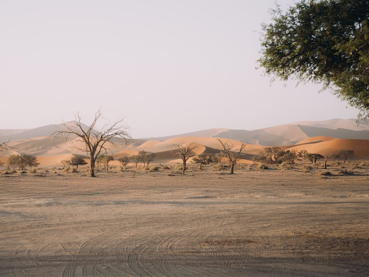 Arid desert landscape with sparse trees and sand dunes.