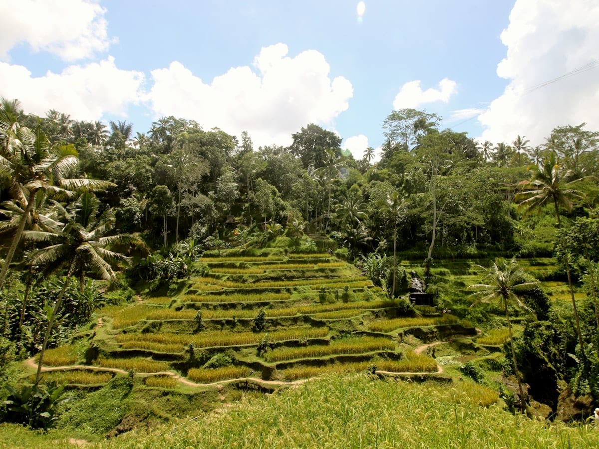 a lush green hillside covered in lots of trees