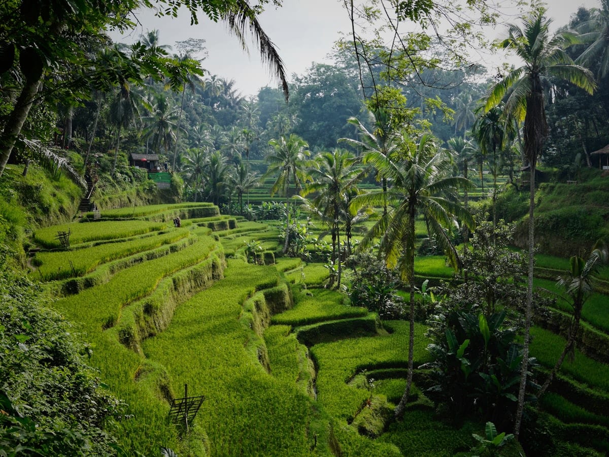 green rice field
