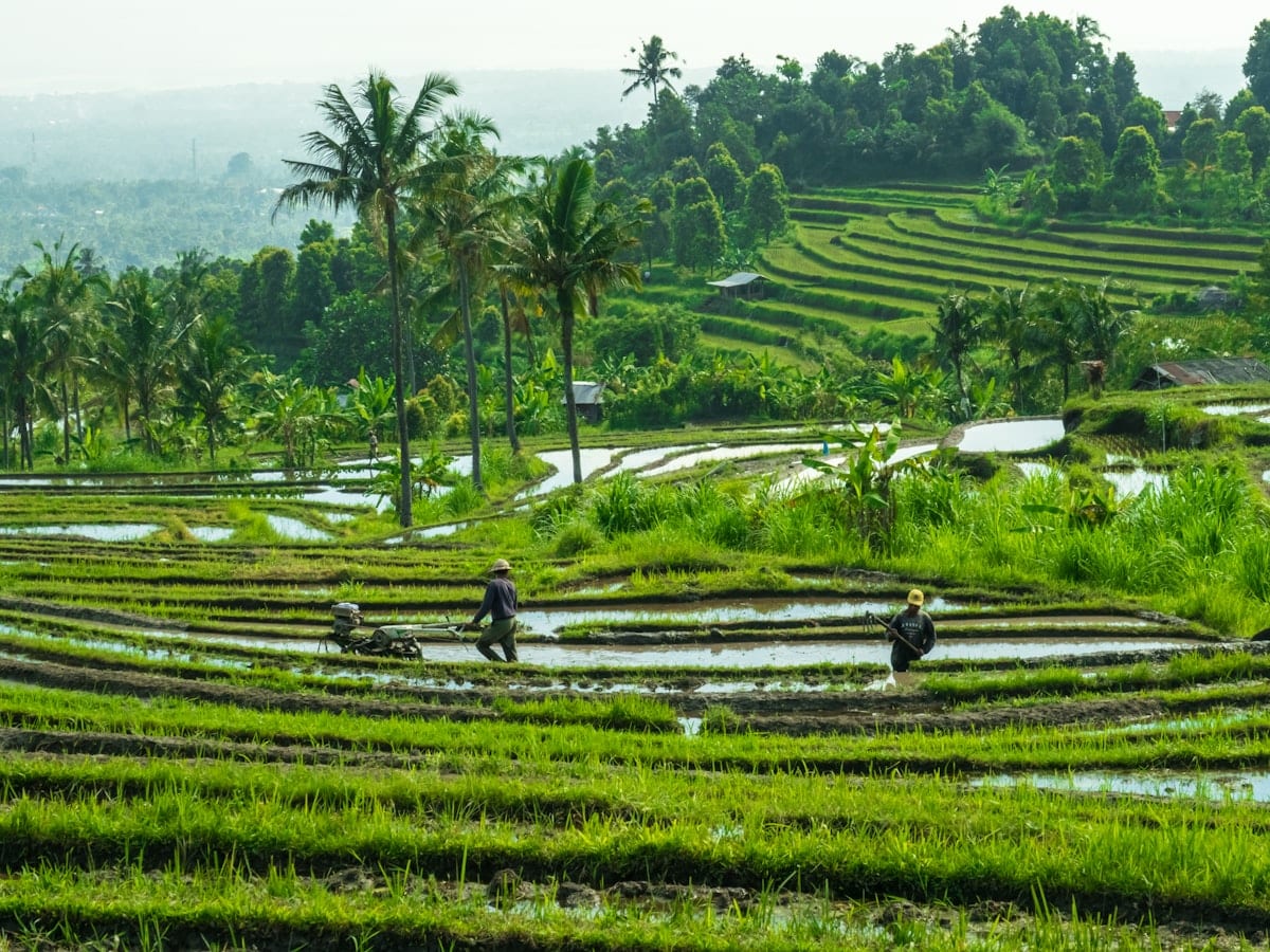 green crop field during daytime