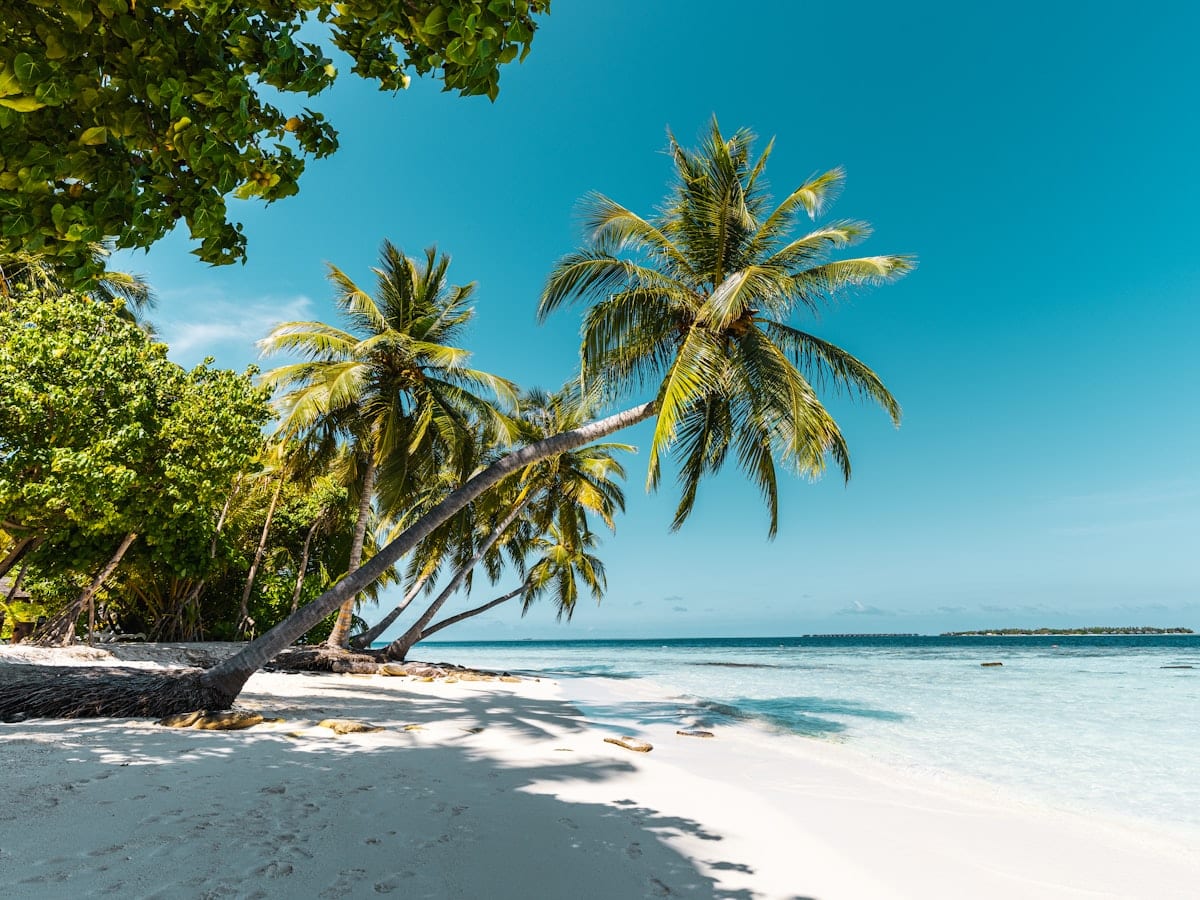 a tropical beach with palm trees and clear water
