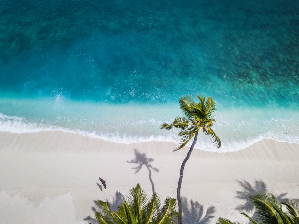 aerial nature photography of green palms on seashore during daytime