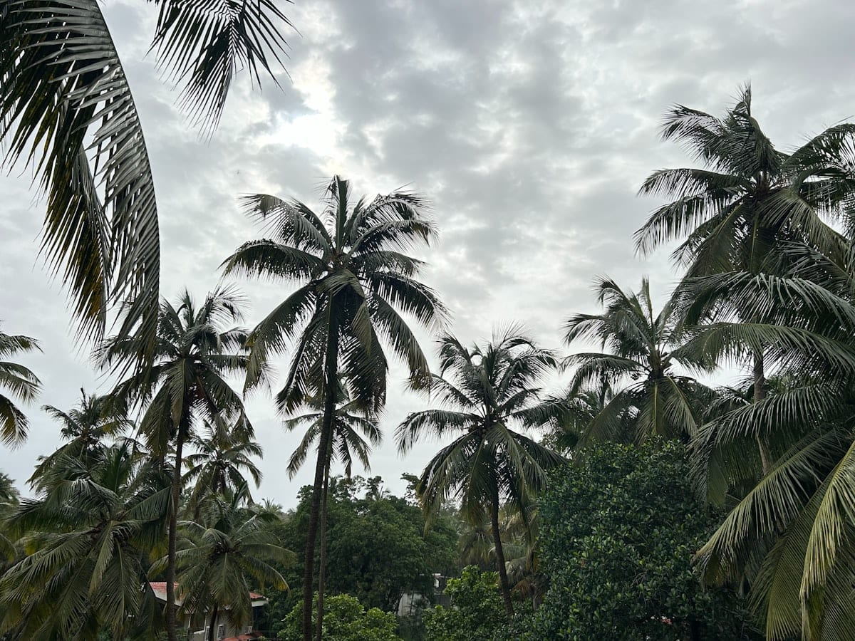 A group of palm trees sitting next to a lush green forest