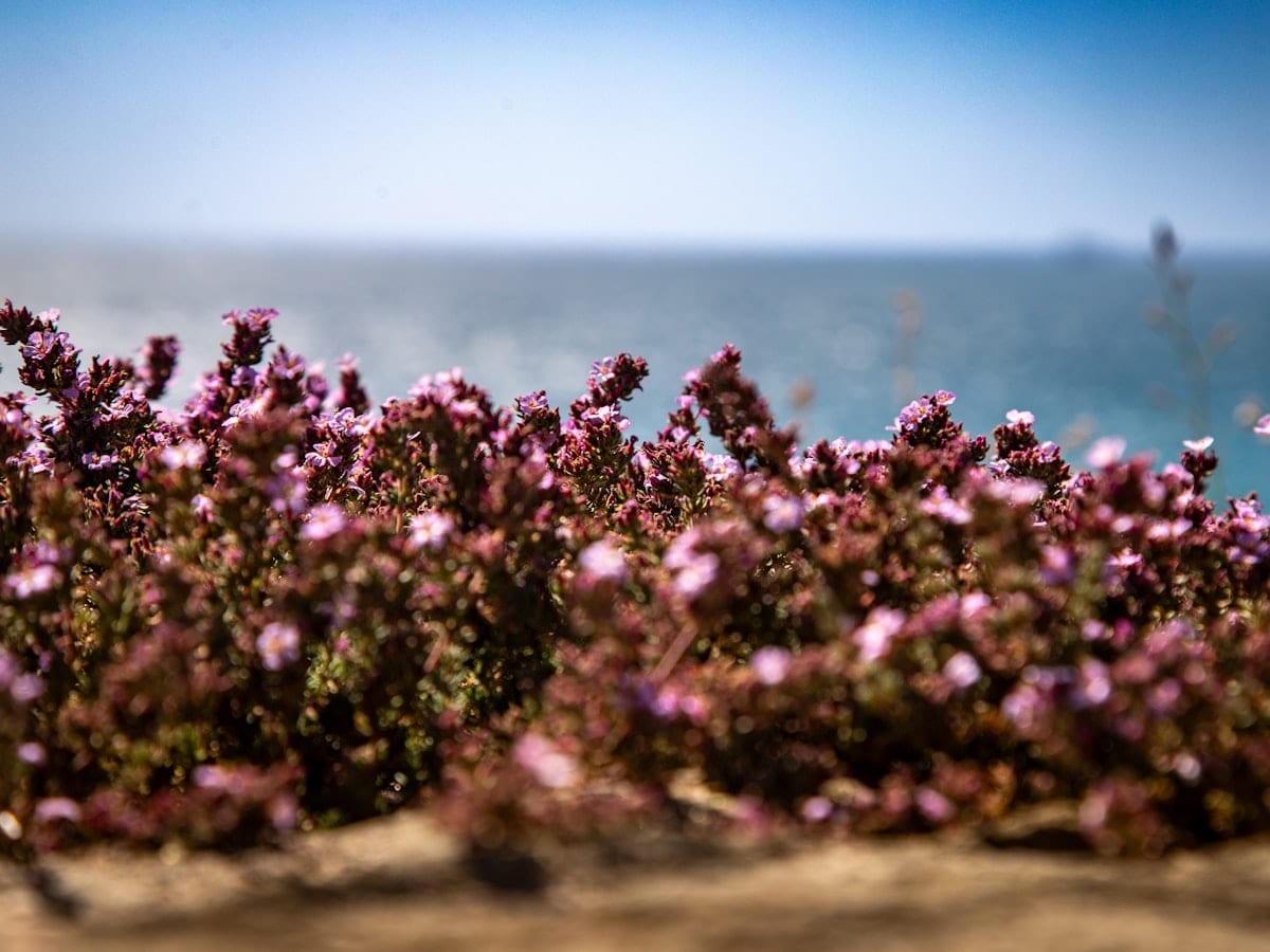 Delicate pink flowers with a tranquil blue ocean in background.