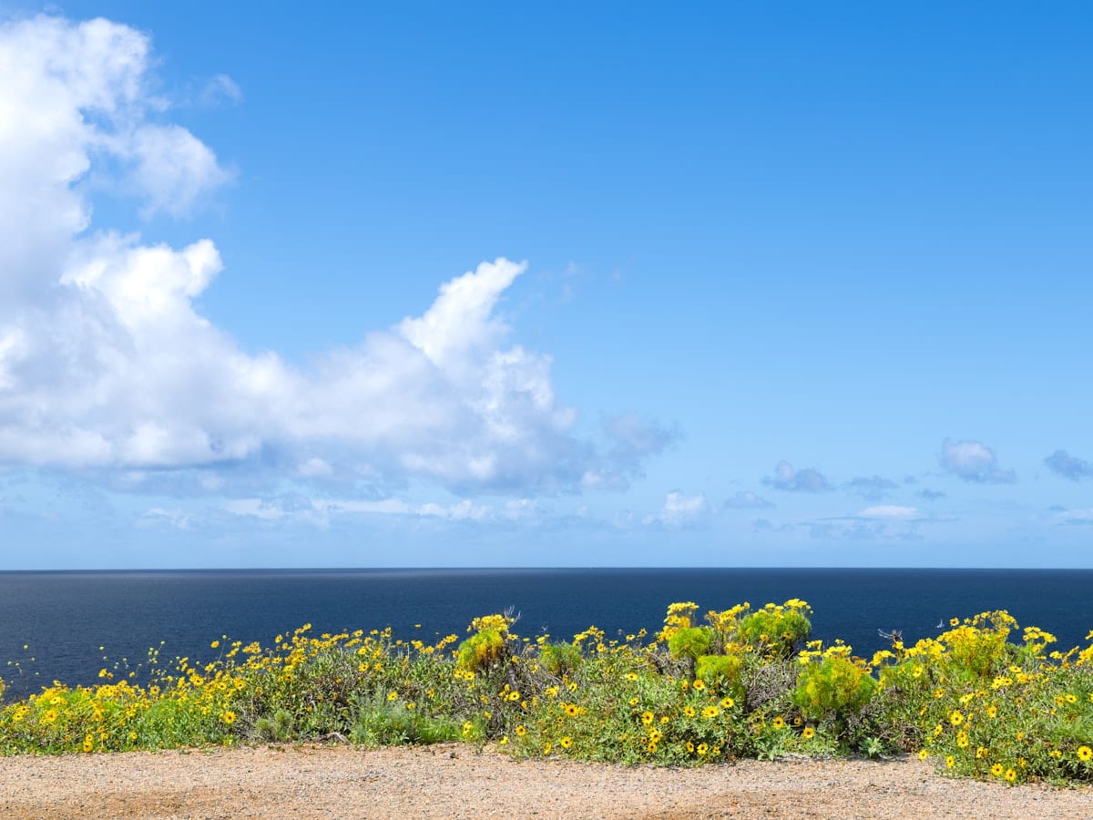 Blue sky, ocean, and blooming yellow flowers on a cliff.