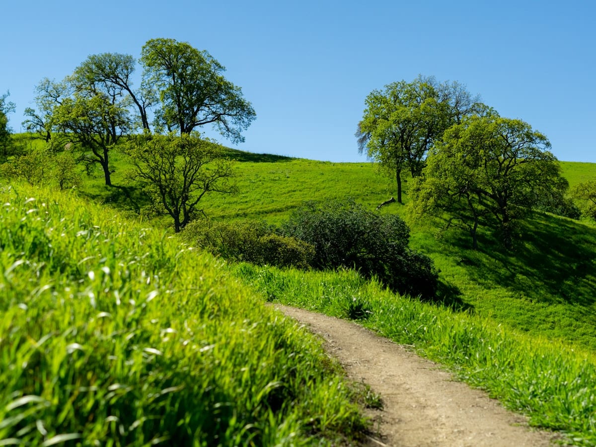 a dirt path winds through a lush green hillside