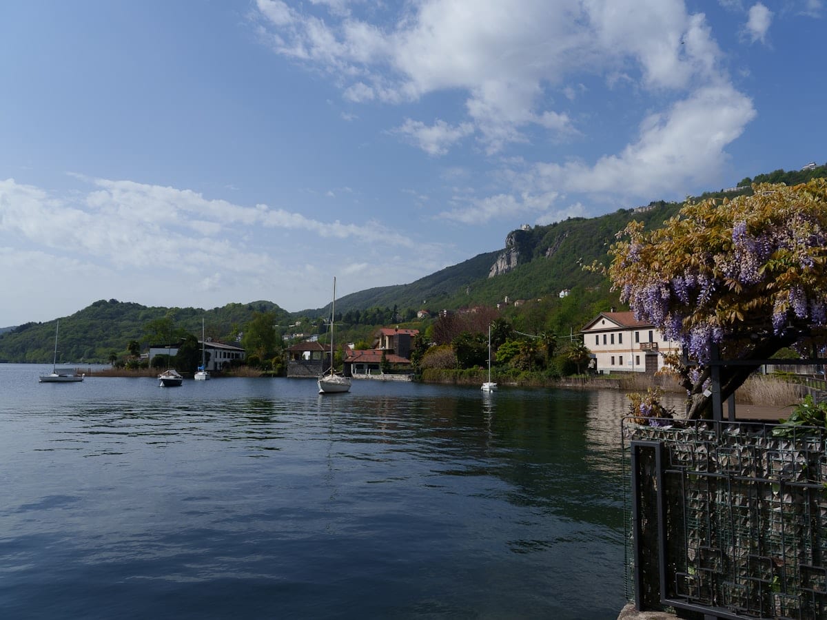 Boats on a calm lake with a flowering tree.