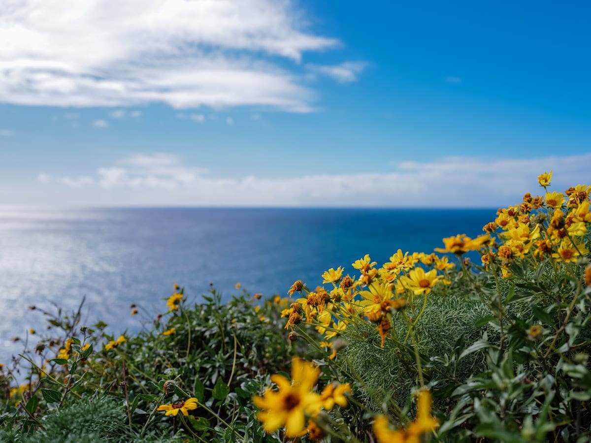 Yellow wildflowers bloom on a cliff overlooking the ocean.