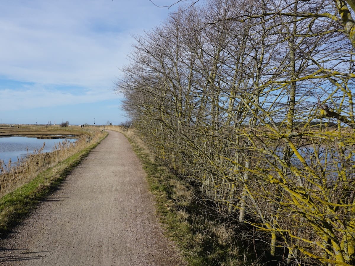 Dirt path between water and bare trees under blue sky.