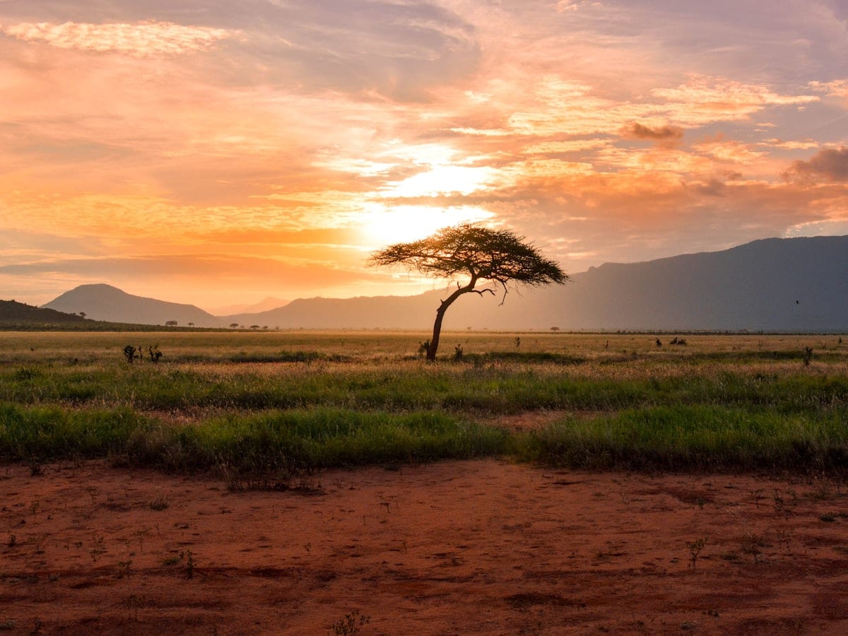 tree between green land during golden hour