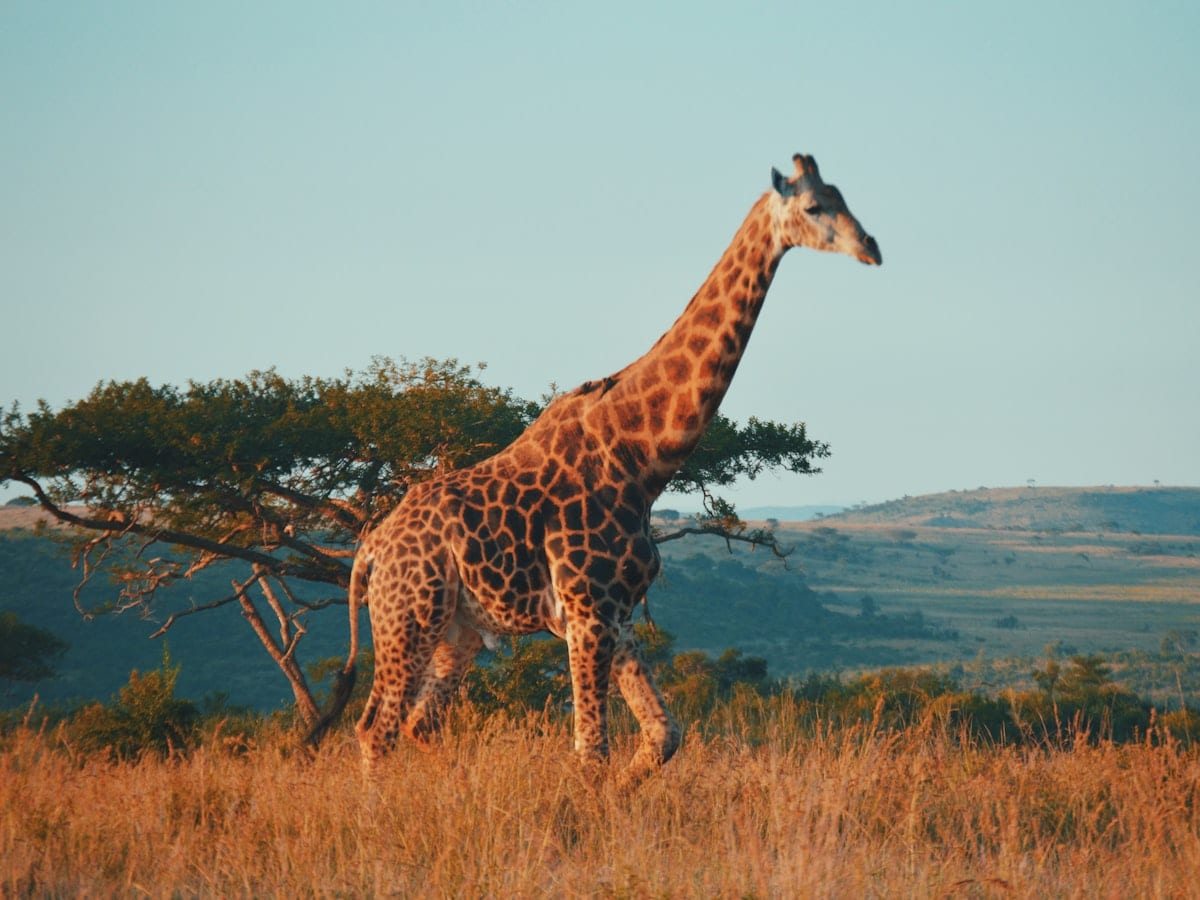 giraffe during daytime