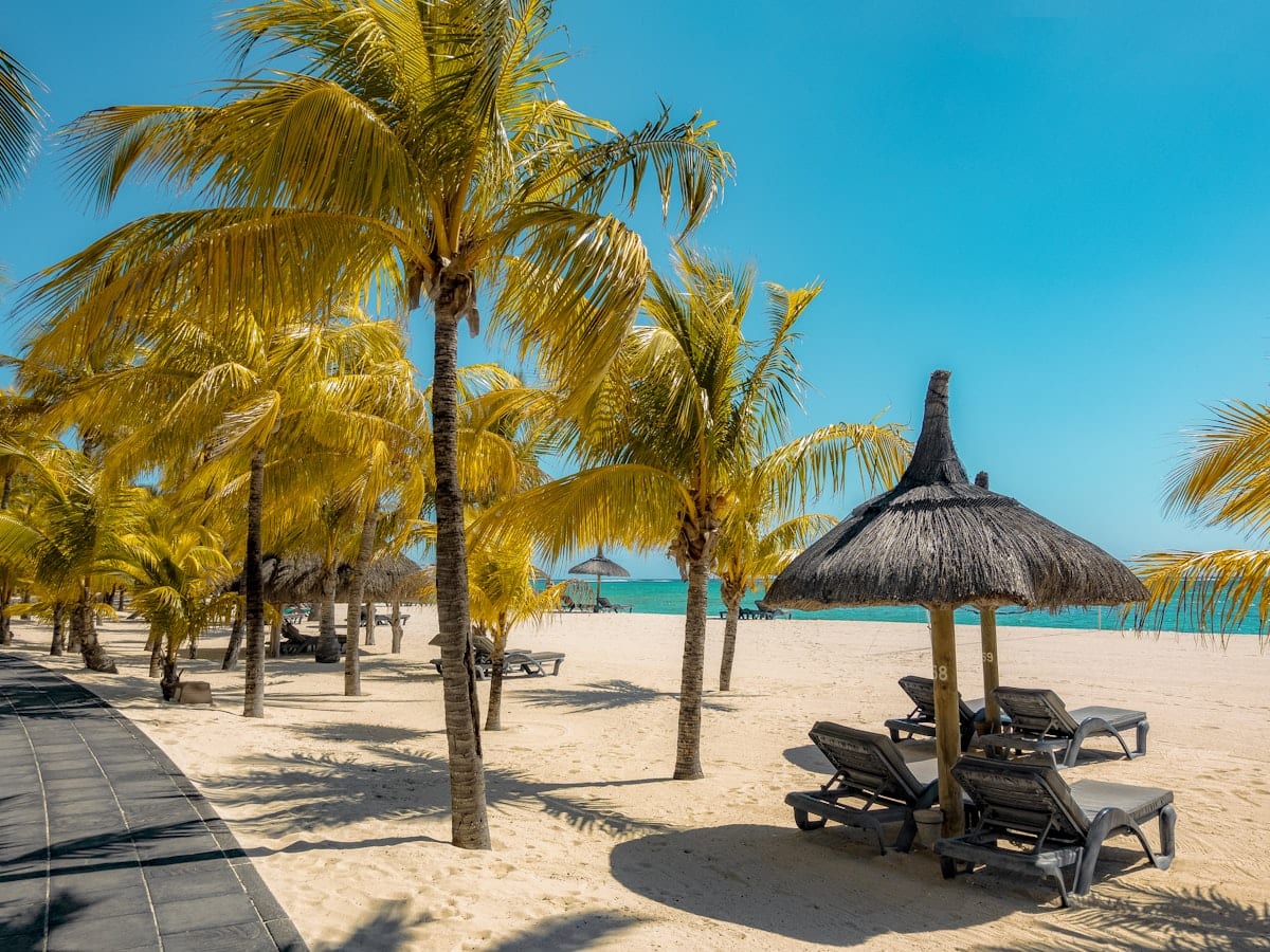 coconut tree near shoreline