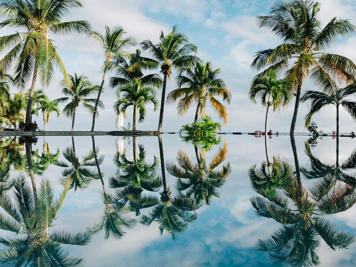 water reflection of coconut palm trees