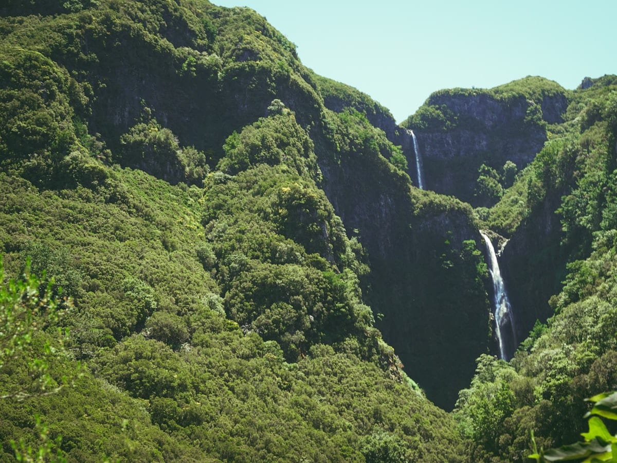 green trees on mountain during daytime