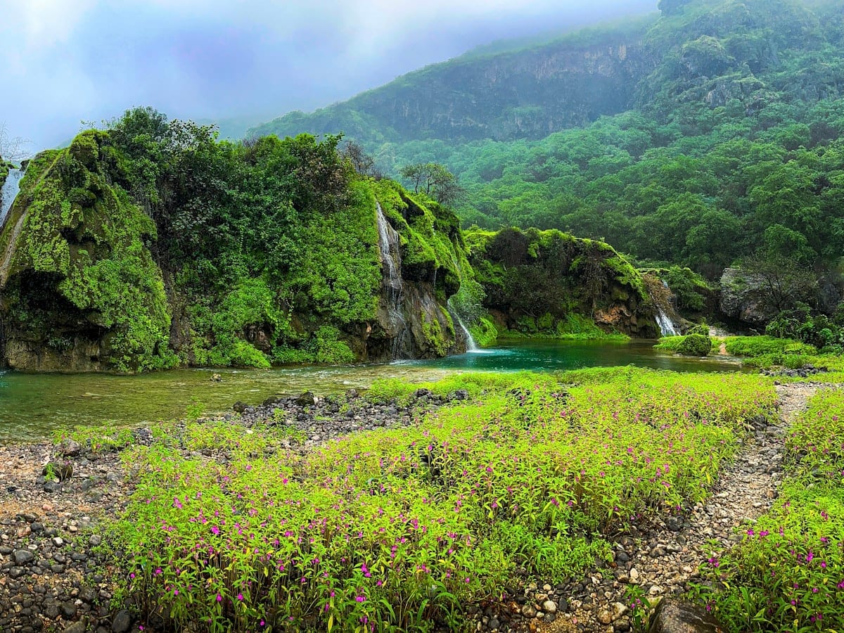 a waterfall in the middle of a lush green forest