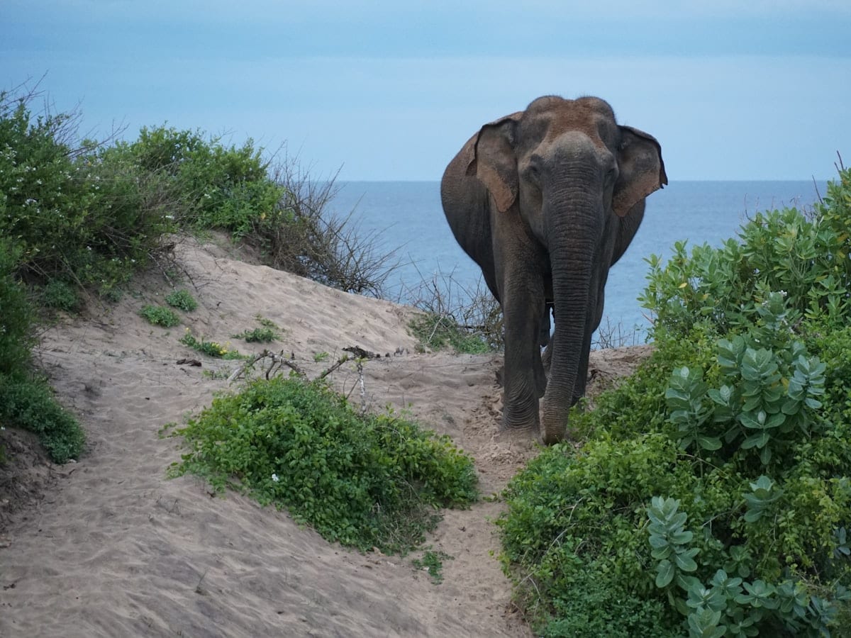 An elephant walking down a path near the ocean