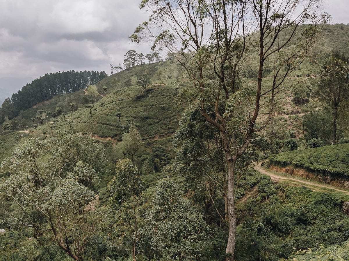 Lush green hills with a winding dirt road
