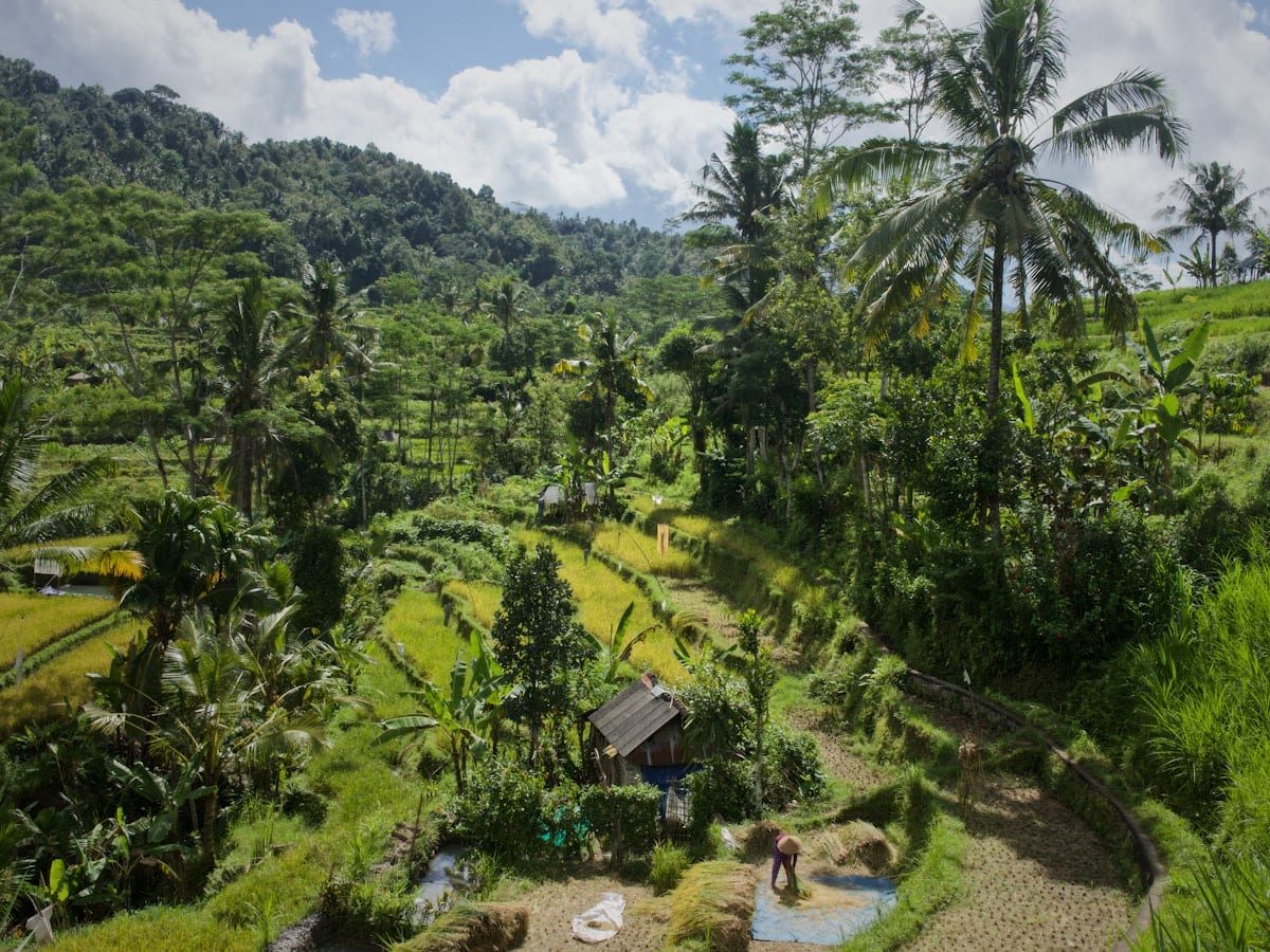 Rizières en terrasses et volcan en arrière-plan en Indonésie — Voyage en Indonésie avec CTA Voyages